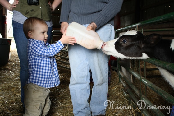 Feed baby cow
