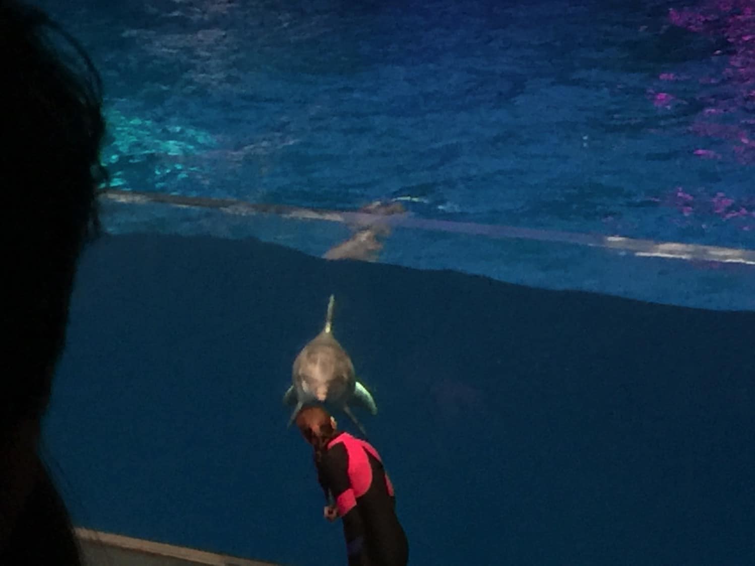 New dolphin show at the Georgia Aquarium