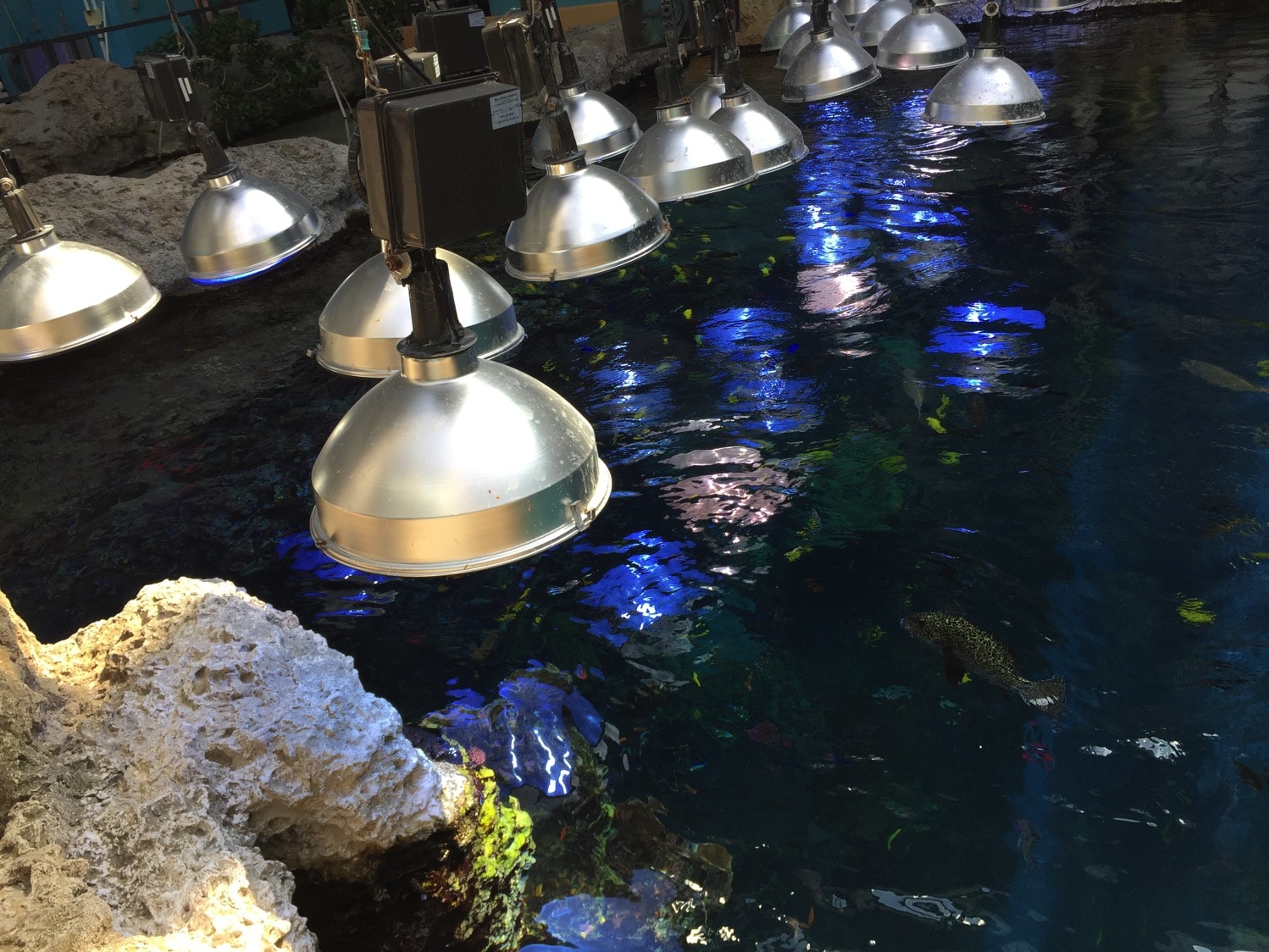 Georgia Aquarium Behind the Scenes
